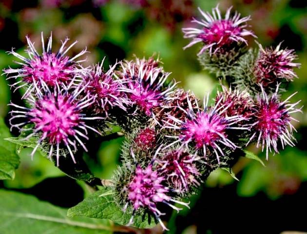 Burdock oil is made from burdock root