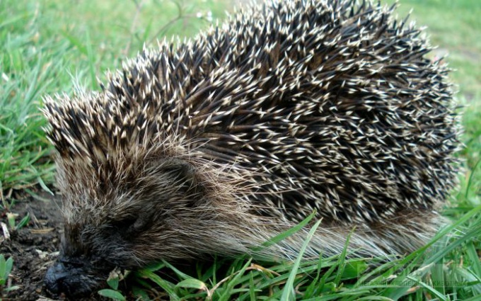 What to feed a hedgehog