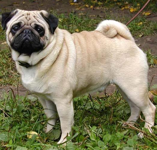 How to name the pug-boy?