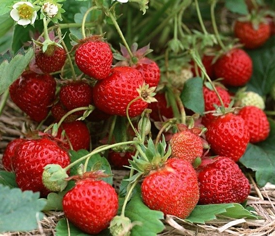 When and what fertilizer to use for strawberries