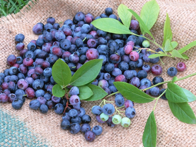 storing blueberries