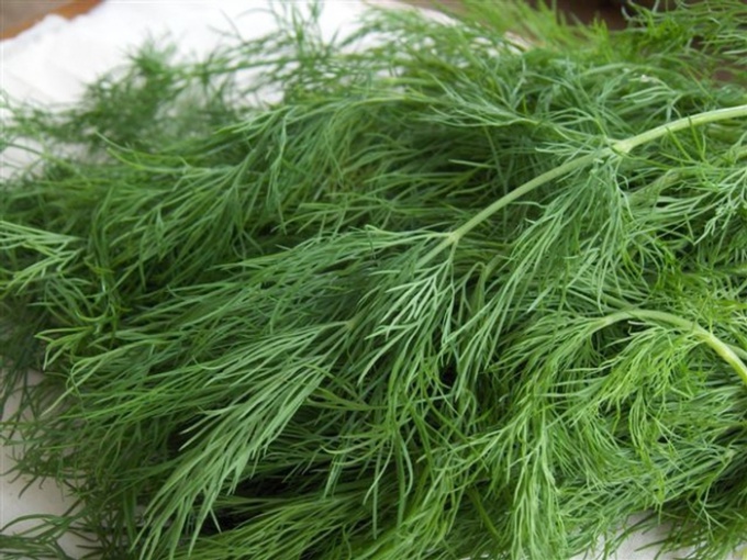 storing fennel