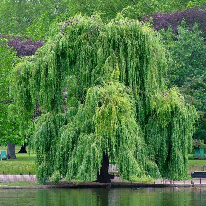 Willow why called weeping