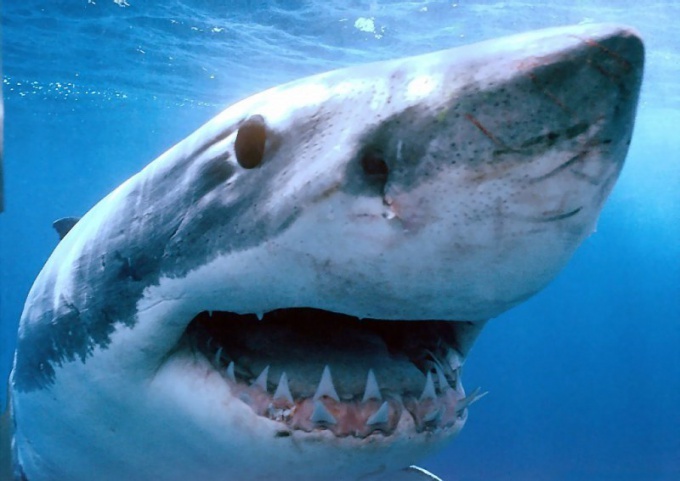 Чем питаются акулы