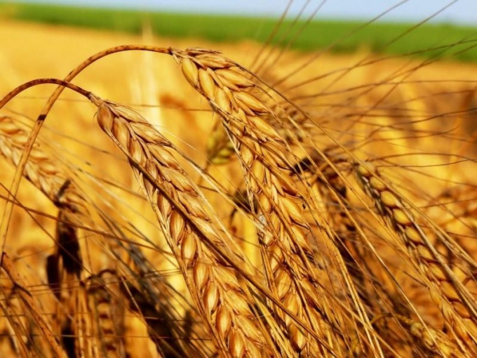 Чем отличаются твердые сорта пшеницы от мягких