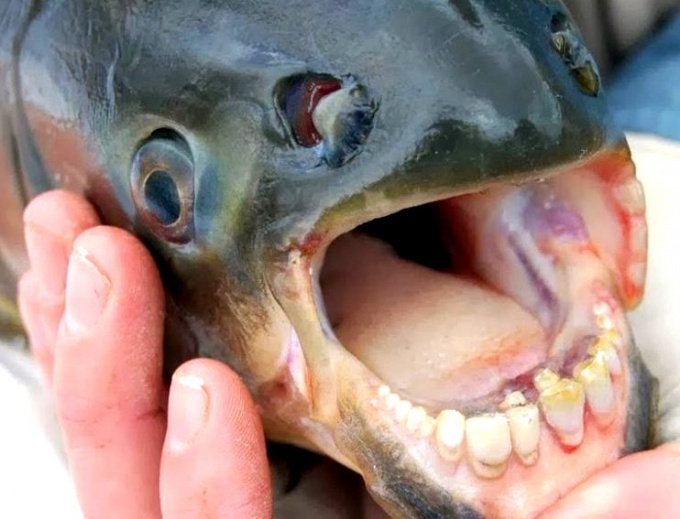 Паку - рыба с человеческими зубами
