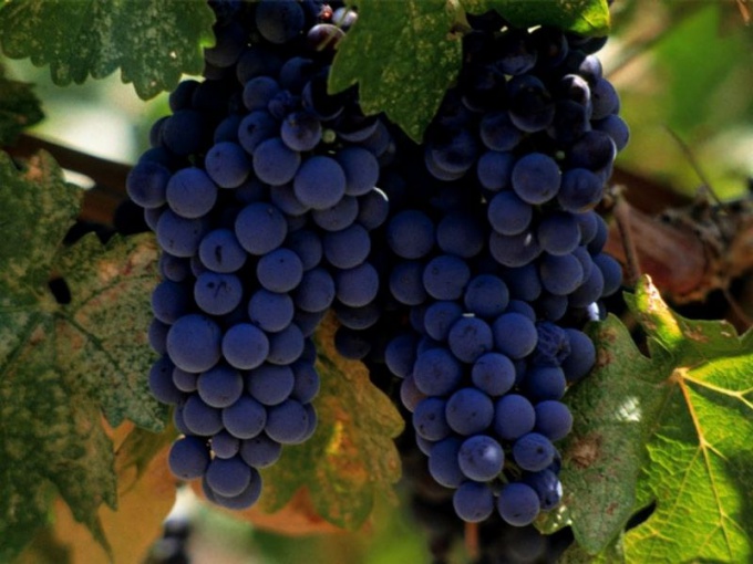 Как разводить виноград черенками
