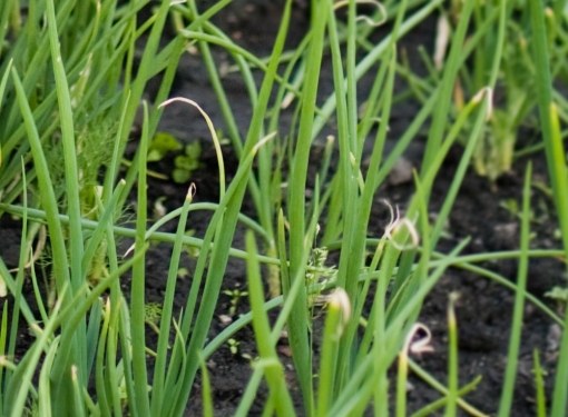 Yellow onion feather contribute to pests, diseases and improper care