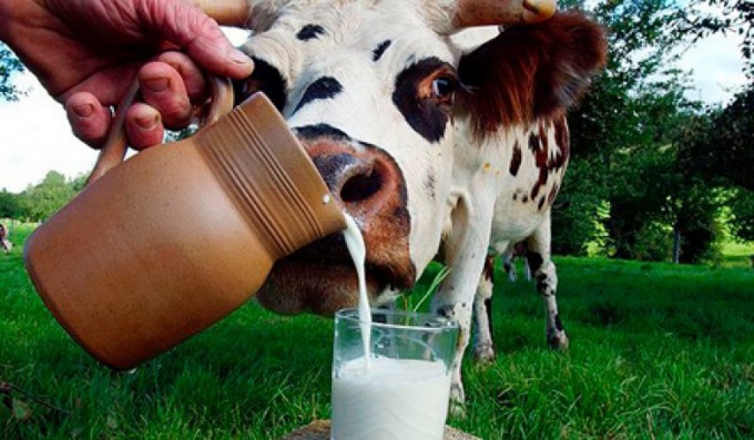 вред коровьего парного молока