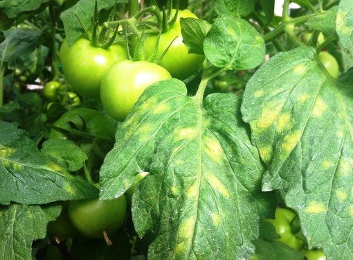 Lack of vitamins, illness or improper care - all these can cause yellowing leaves tomato 