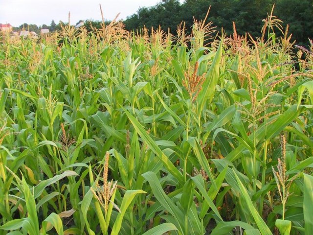 How to make silage