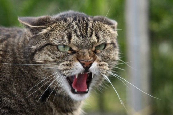 Агрессия у кошек