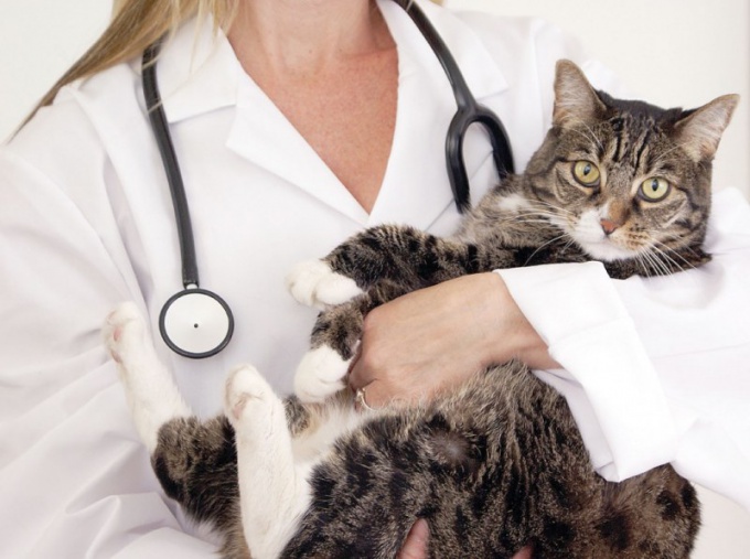 What to feed cat after surgery