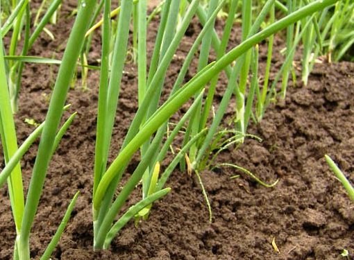 Onions need weeding only on wet soil