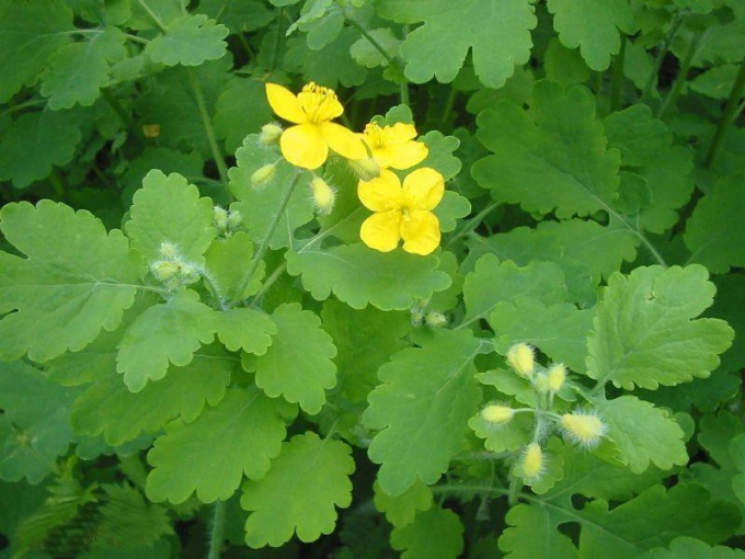 How to collect and dry celandine