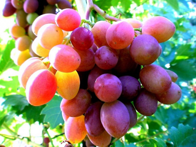 Как поливать виноград