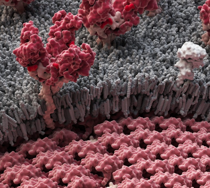Изображение вируса Эбола в 3D