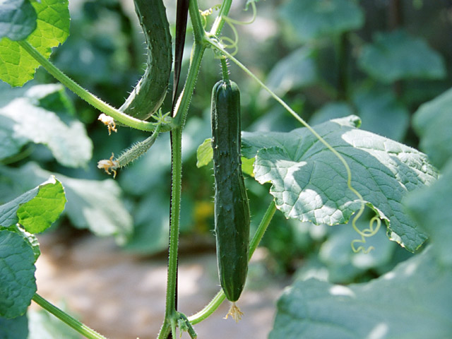 Why are cucumbers bitter