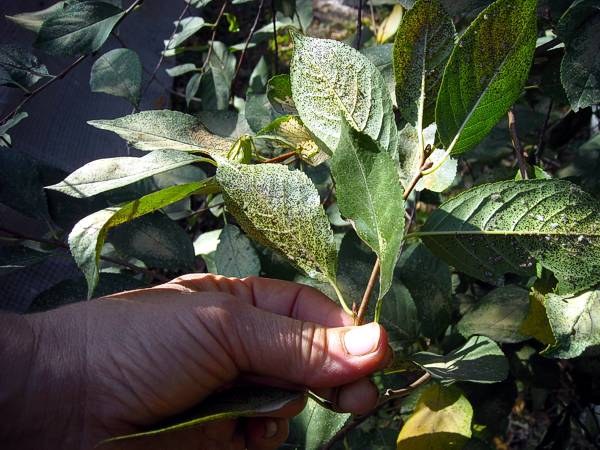 How to win aphids on cherry natural means 