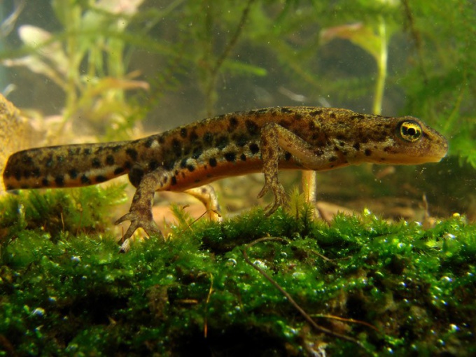 Newts require minimal care and maintenance