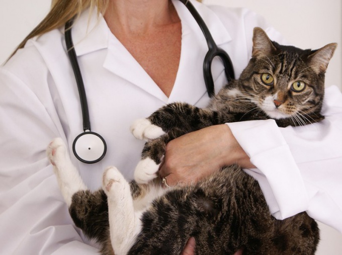 Болезни кошек – симптомы и лечение 