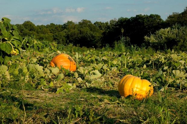 How to plant pumpkins in the open ground