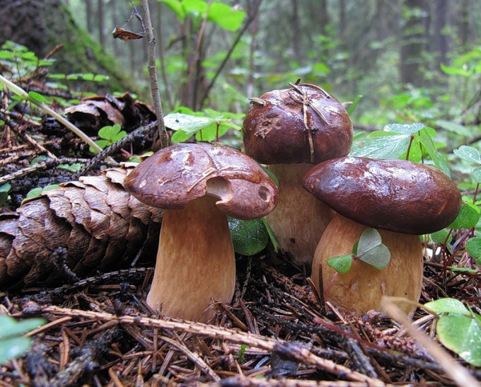 Mushrooms Poddubnyi: description and application