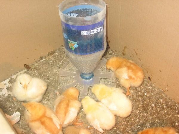 Feeder for Chicks
