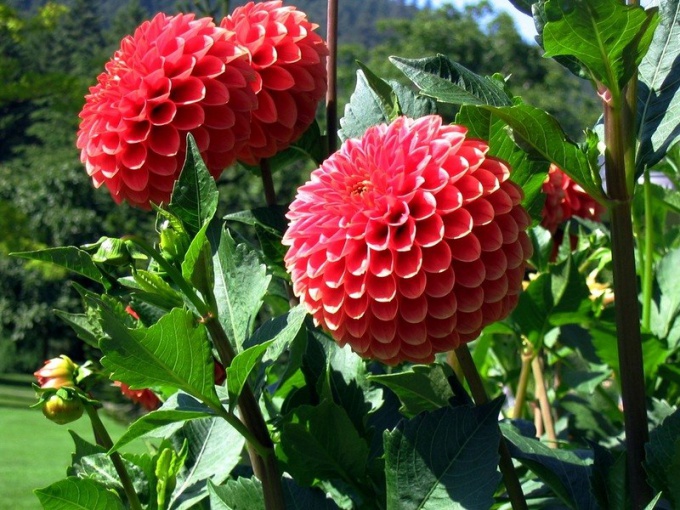 How and when to plant dahlias in open ground 