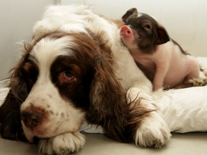 Восточный гороскоп совместимости: Свинья и Собака