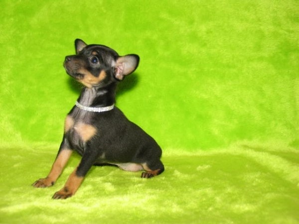 Puppies toy Terrier: nutrition and education