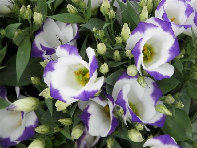 Цветок эустома: выращивание и уход в домашних условиях 