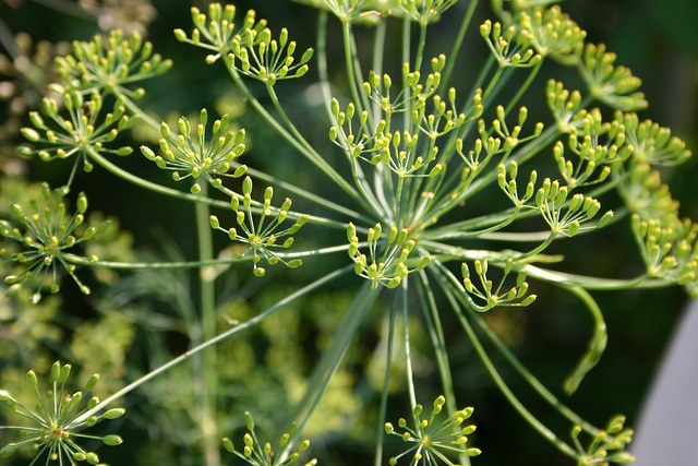 How to sow dill