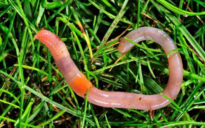 How to multiply earthworms 