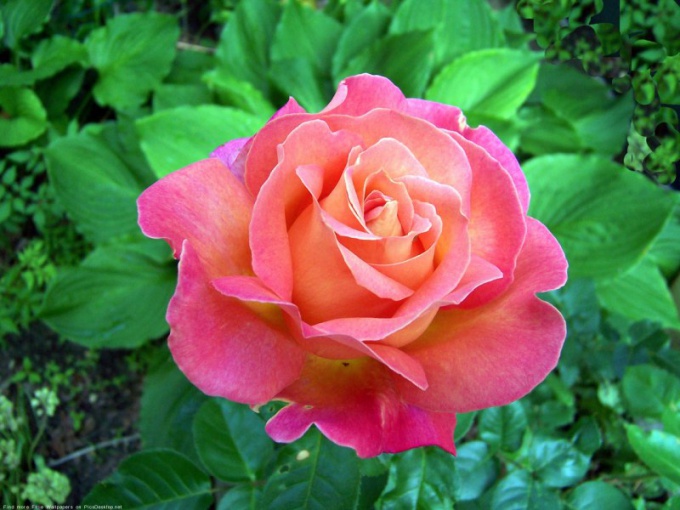 How to purchase a rose plant to its roots 