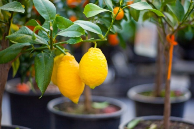 Как и когда прививать лимонное дерево