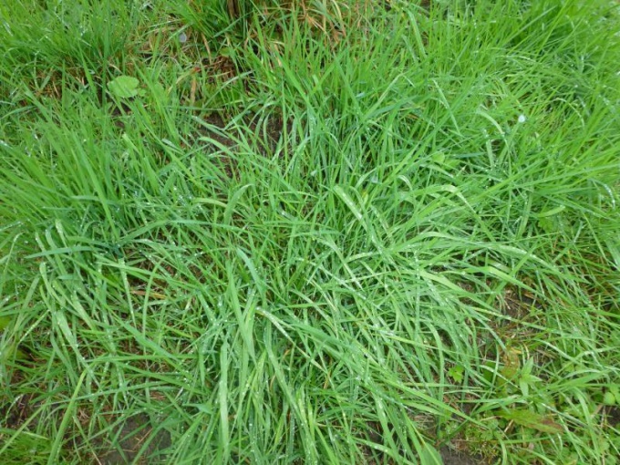 Pobedonosnaya bent grass - lawn grass for the lazy 