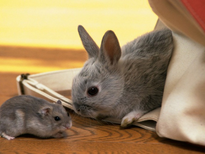 Oriental horoscope compatibility Rat and Rabbit