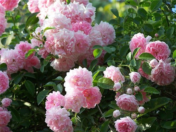 Уроки садоводам-любителям: как черенковать розу правильно ... 