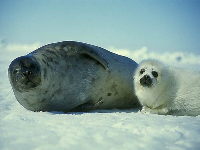 Тюлень и нерпа в чем отличие