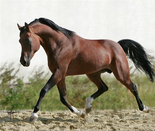 Какие типы арабской лошади бывают