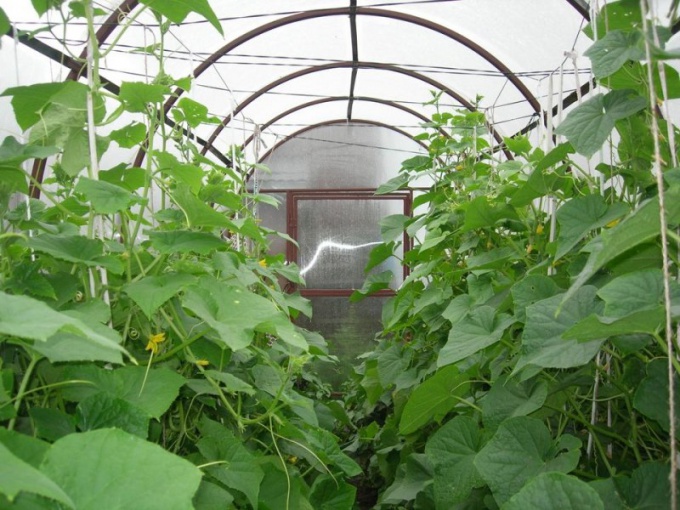 Correct formation of cucumbers in the greenhouse - the key to high yields 
