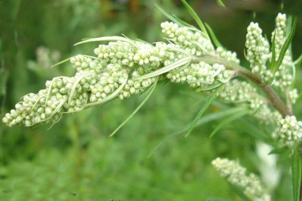 Tincture of wormwood, what and how to apply 