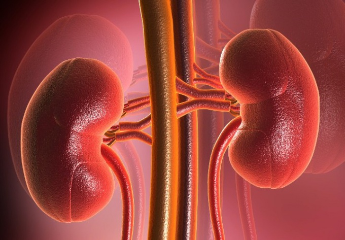 What does it mean if the ultrasound shows an increase in the kidneys 