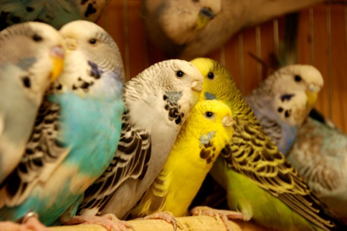 Самые распространенные болезни волнистых попугайчиков 