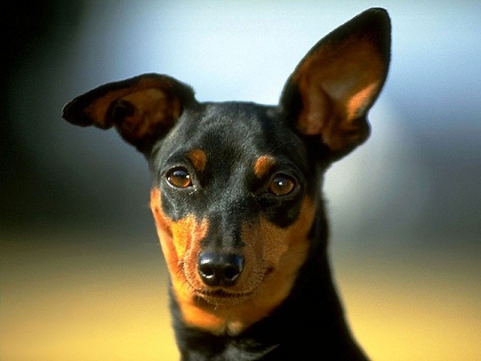 How many live miniature Pinscher