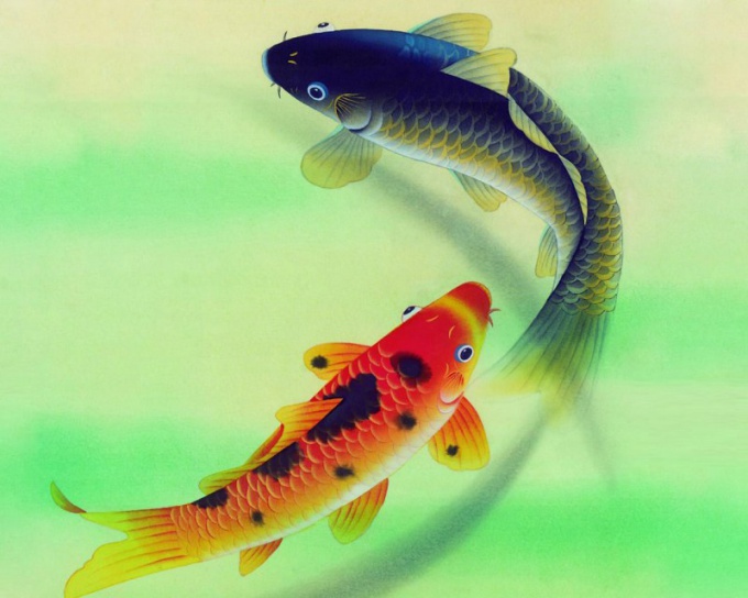 Breeding fish at home as a business 