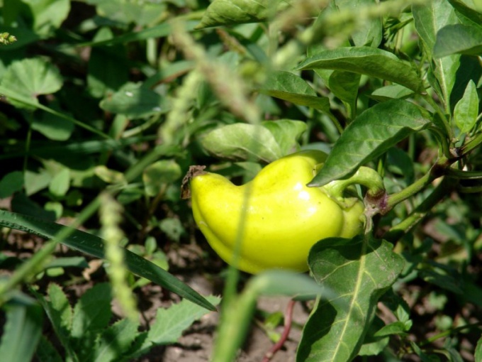 What to feed seedlings of pepper 
