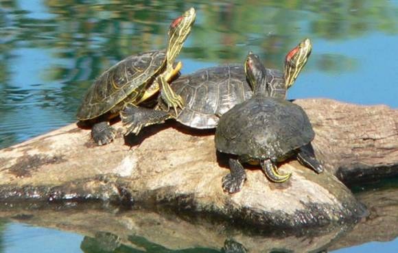 Размножаются ли в неволе красноухие пресноводные черепахи