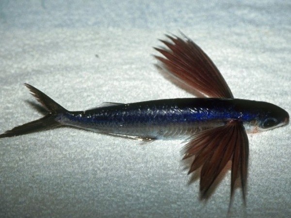 Летучие рыбы: особенности и разновидности